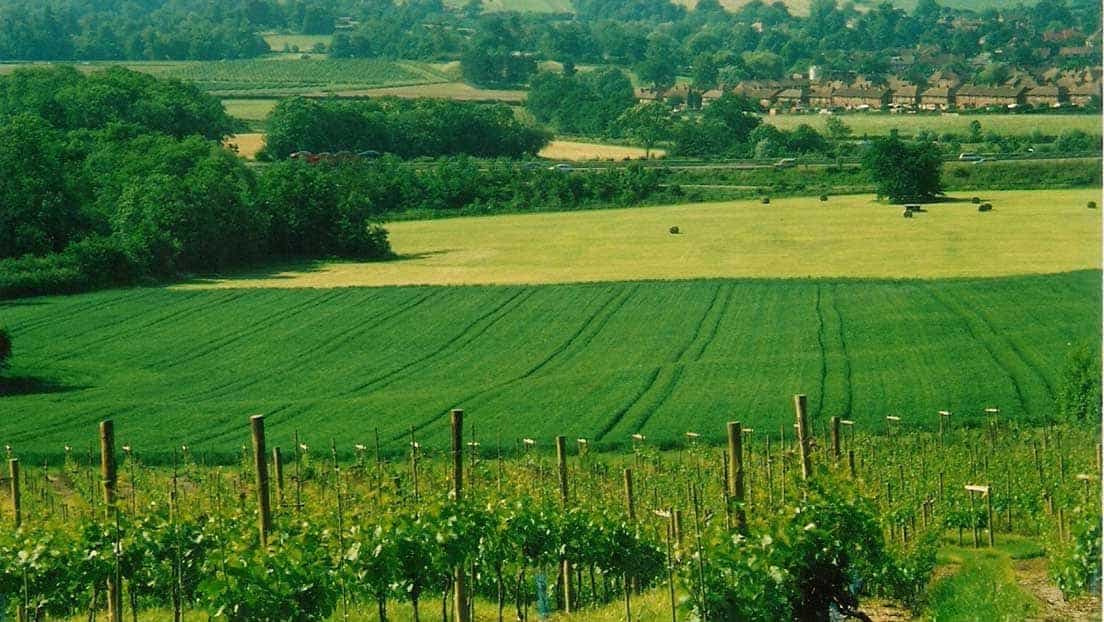 Godstone Vineyards